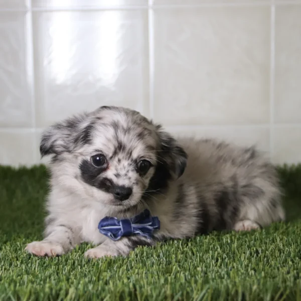 Shep -Available Now Male Micro Teacup Chihuahua - Image 4