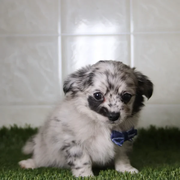 Shep -Available Now Male Micro Teacup Chihuahua - Image 5