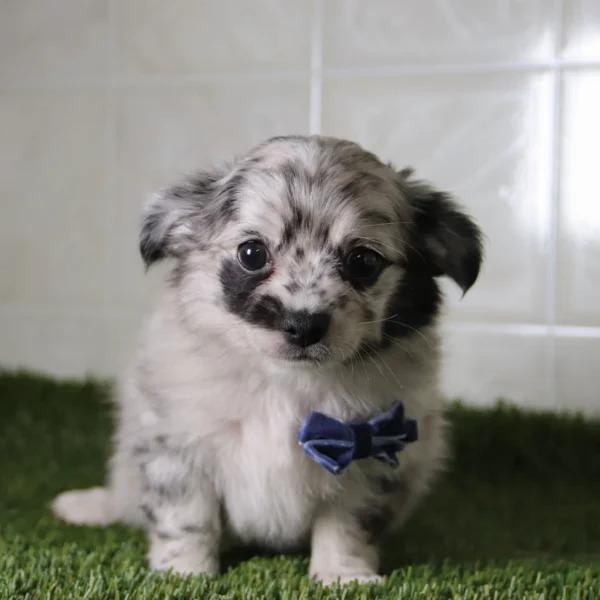 Shep -Available Now Male Micro Teacup Chihuahua - Image 3