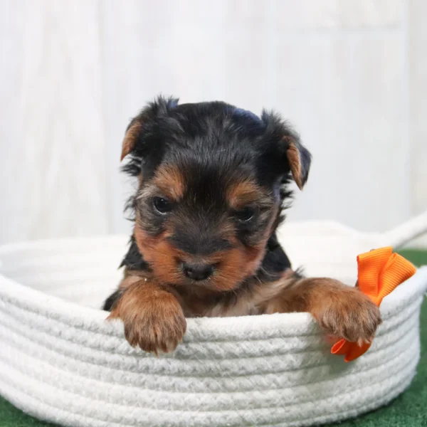 Kaden - Available Now Male Teacup-Toy Yorkie - Image 4
