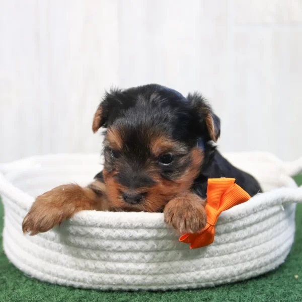 Kaden - Available Now Male Teacup-Toy Yorkie - Image 3