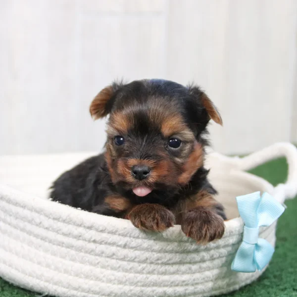 Kaden - Available Now Male Teacup-Toy Yorkie - Image 7