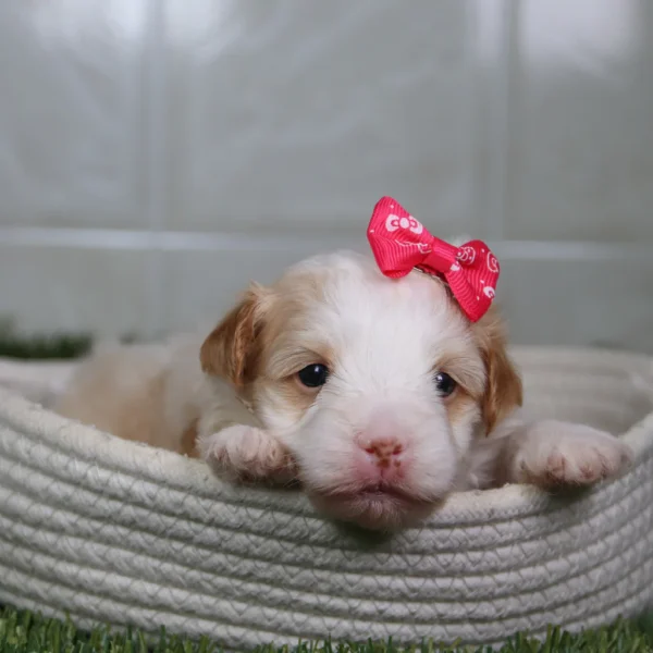 Reena - Available 5/14 Female Teacup Havanese