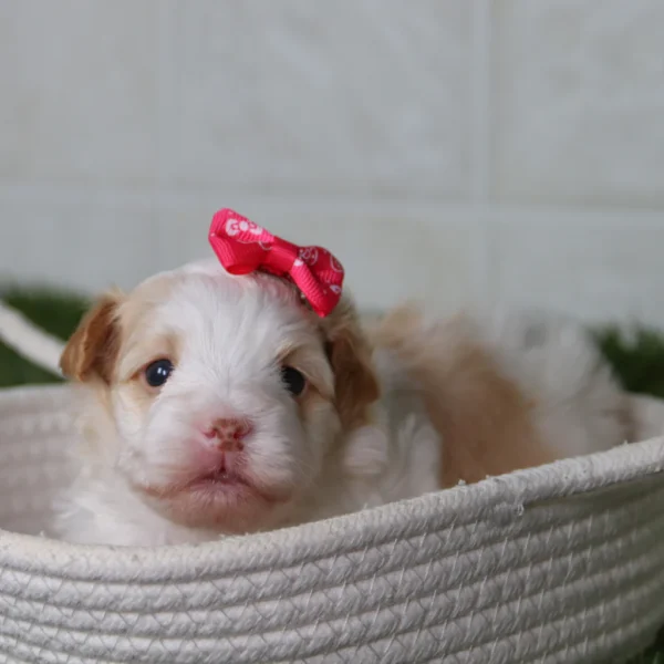 Reena - Available 5/14 Female Teacup Havanese - Image 3