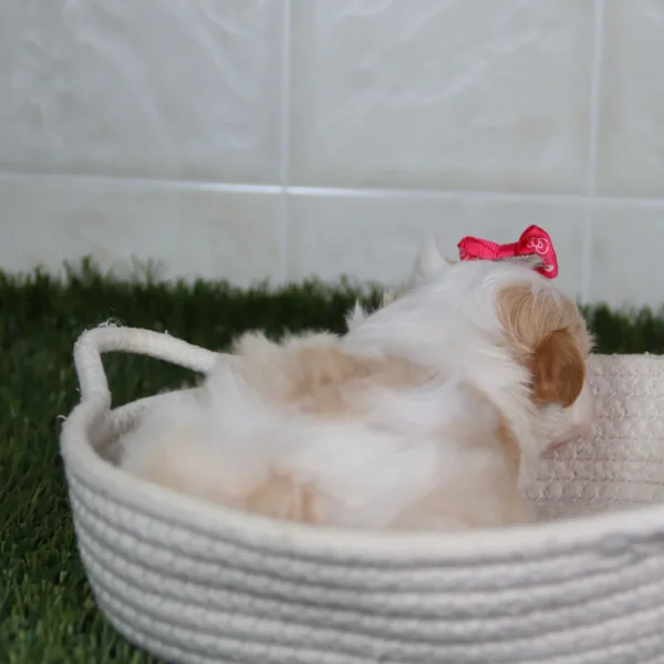 Reena - Available 5/14 Female Teacup Havanese - Image 2