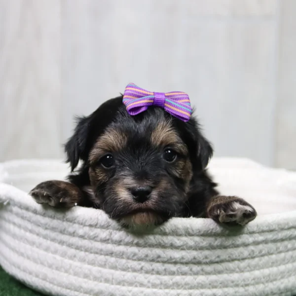 Sharla - Available 5/14 Female Teacup-Toy Yorkie Chon - Image 3