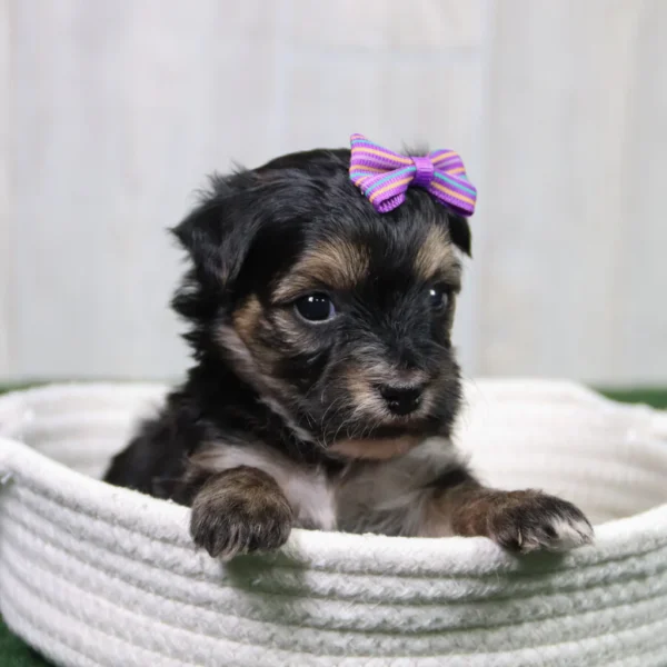 Sharla - Available 5/14 Female Teacup-Toy Yorkie Chon