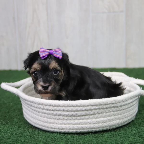Sharla - Available 5/14 Female Teacup-Toy Yorkie Chon - Image 2