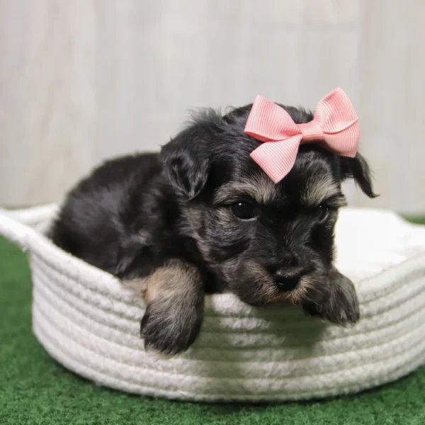 Betty - Available 5/14 Female Teacup-Toy Yorkie Chon - Image 3