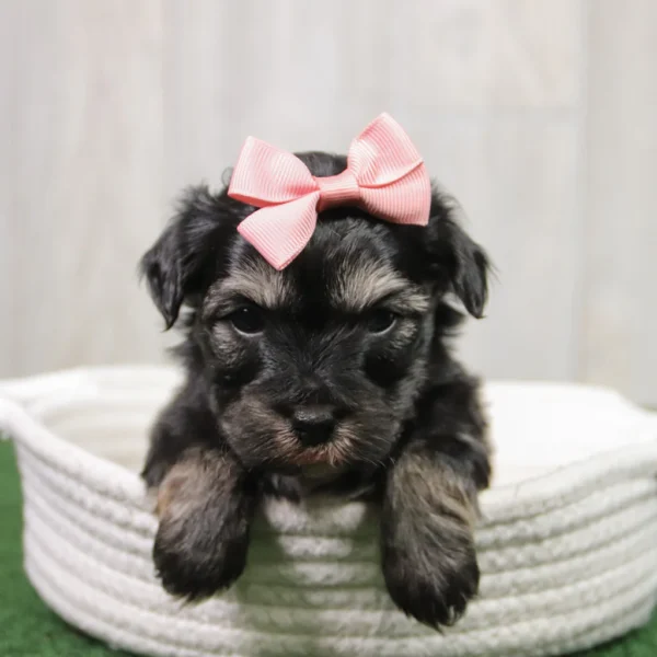 Betty - Available 5/14 Female Teacup-Toy Yorkie Chon