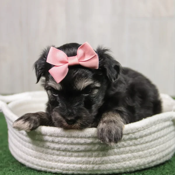 Betty - Available 5/14 Female Teacup-Toy Yorkie Chon - Image 2