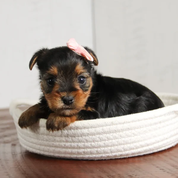 Lemon - Available 4/23 Female Teacup-Toy Yorkie - Image 2