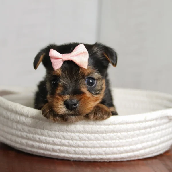 Lemon - Available 4/23 Female Teacup-Toy Yorkie