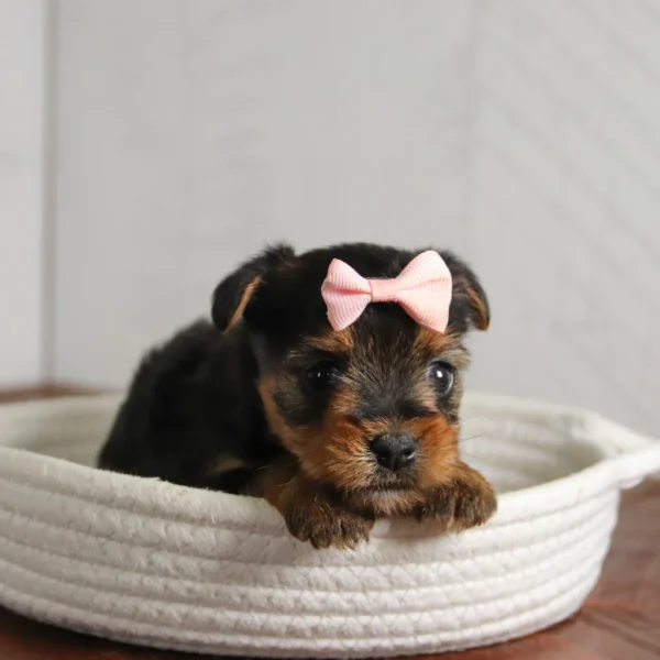 Lemon - Available 4/23 Female Teacup-Toy Yorkie - Image 3