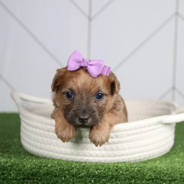 Susie - Available Now Female Teacup-Toy Yorkie Chon - Image 4