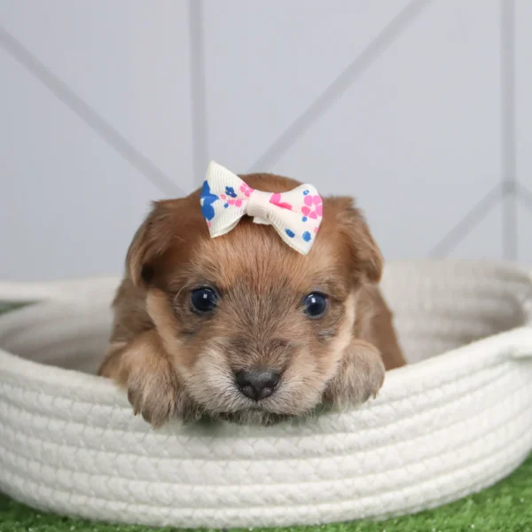 Susie - Available Now Female Teacup-Toy Yorkie Chon - Image 6