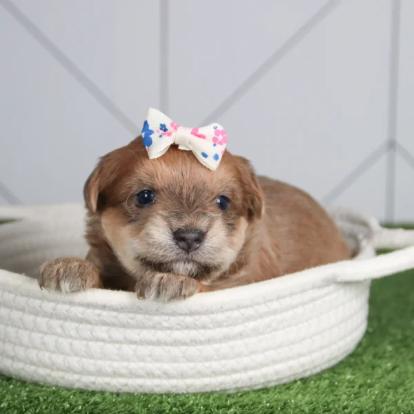 Susie - Available Now Female Teacup-Toy Yorkie Chon - Image 7