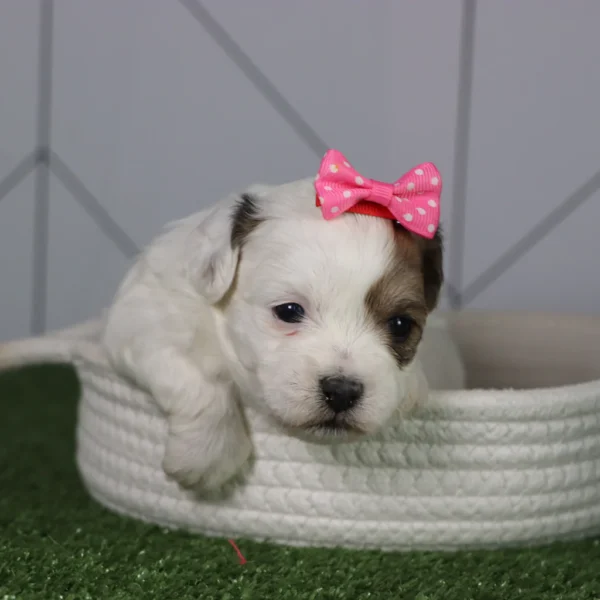 Alora - Available 5/6 Female Teacup Teddy Bear