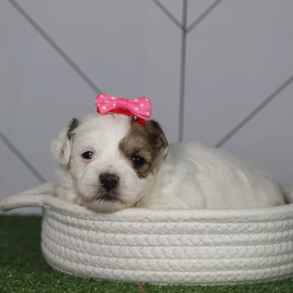 Alora - Available 5/6 Female Teacup Teddy Bear - Image 2