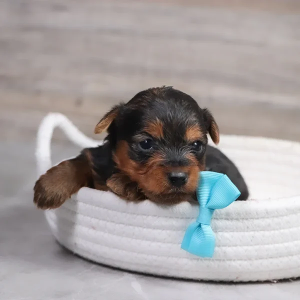 Chase - Available 4/30 Male Teacup-Toy Yorkie