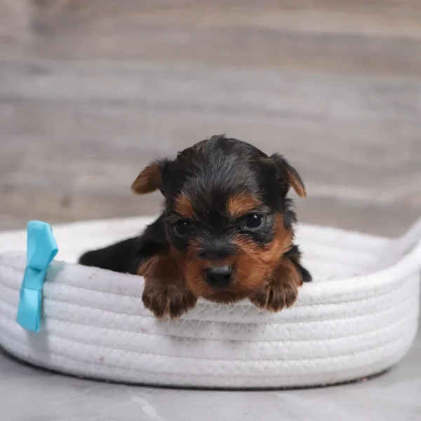 Chase - Available 4/30 Male Teacup-Toy Yorkie - Image 2