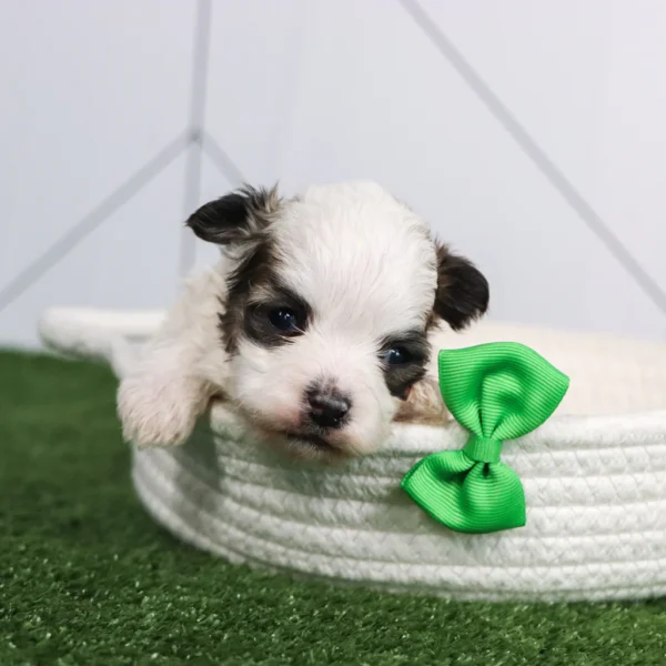 Clyde - Available Now Male Teacup Teddy Bear