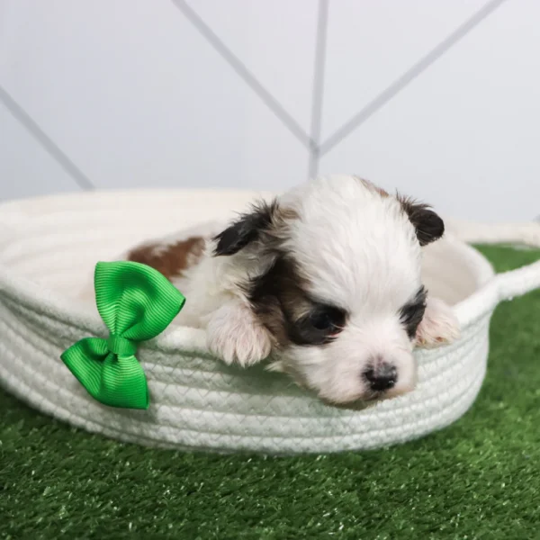 Clyde - Available Now Male Teacup Teddy Bear - Image 4