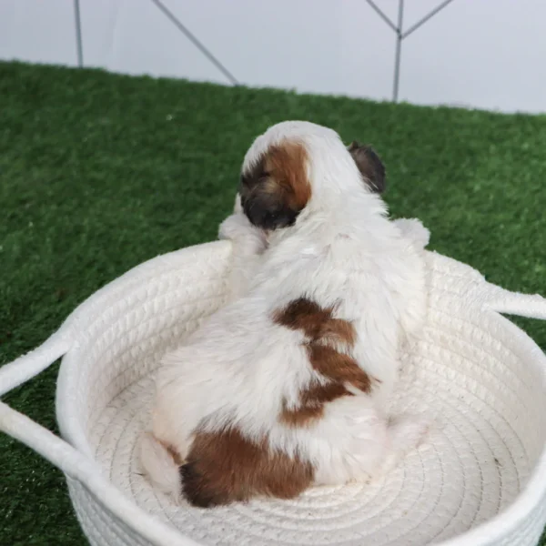Clyde - Available Now Male Teacup Teddy Bear - Image 2