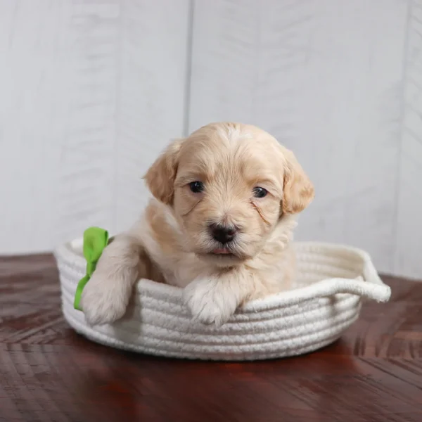 Coal - Available 4/16 Male Teacup-Toy Maltipoo - Image 4