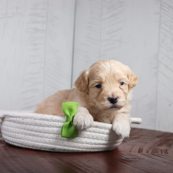 Coal - Available 4/16 Male Teacup-Toy Maltipoo - Image 3