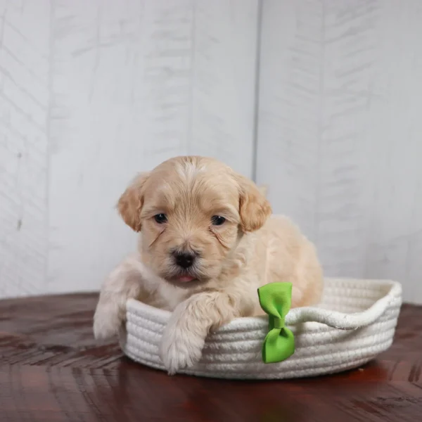 Coal - Available 4/16 Male Teacup-Toy Maltipoo - Image 2