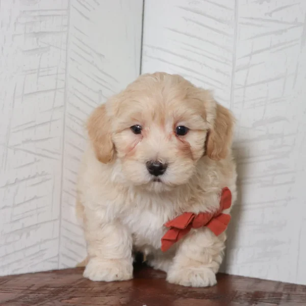 Coal - Available 4/16 Male Teacup-Toy Maltipoo