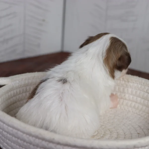 Creed - Available 4/16 Male Teacup Havanese - Image 2