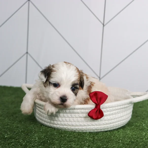 Colby - Available Now Male Teacup Teddy Bear - Image 4