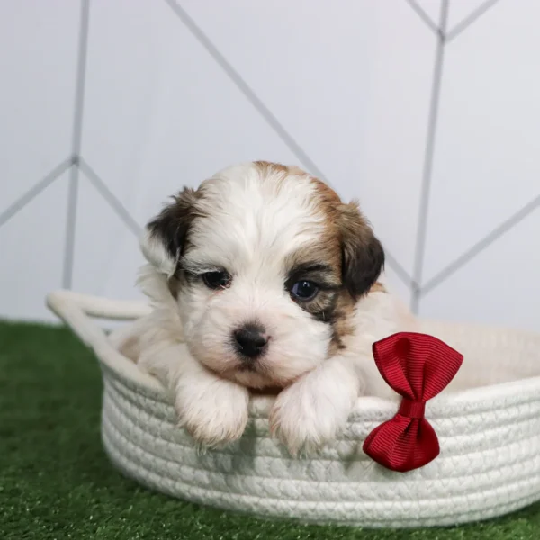 Colby - Available Now Male Teacup Teddy Bear