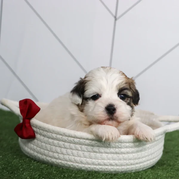 Colby - Available Now Male Teacup Teddy Bear - Image 3