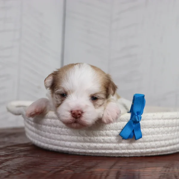 Creed - Available 4/16 Male Teacup Havanese - Image 5