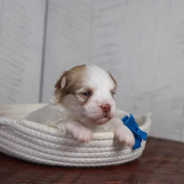 Creed - Available 4/16 Male Teacup Havanese - Image 6