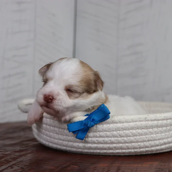 Creed - Available 4/16 Male Teacup Havanese - Image 7