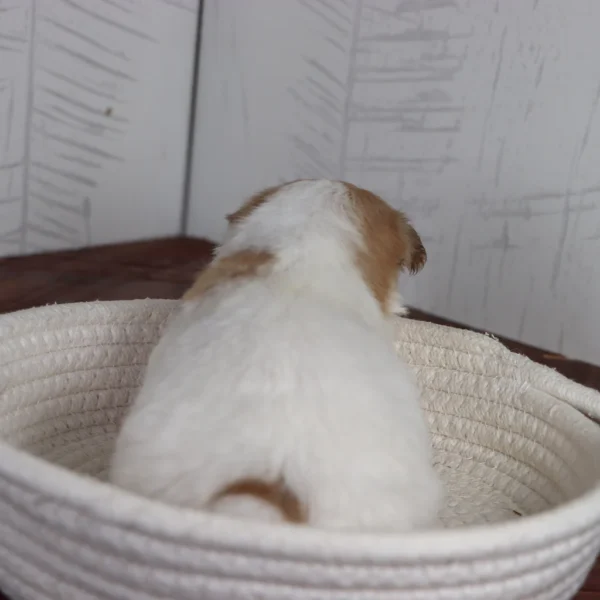 Creed - Available 4/16 Male Teacup Havanese - Image 8