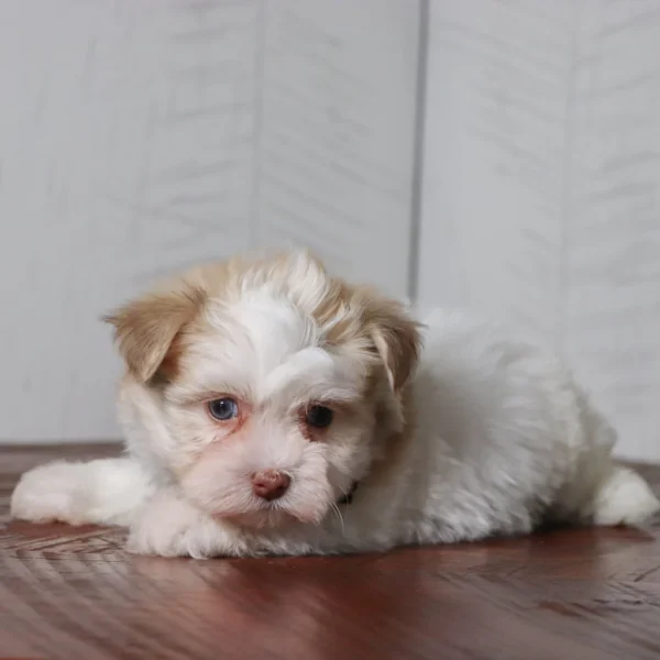 Creed - Available 4/16 Male Teacup Havanese - Image 3