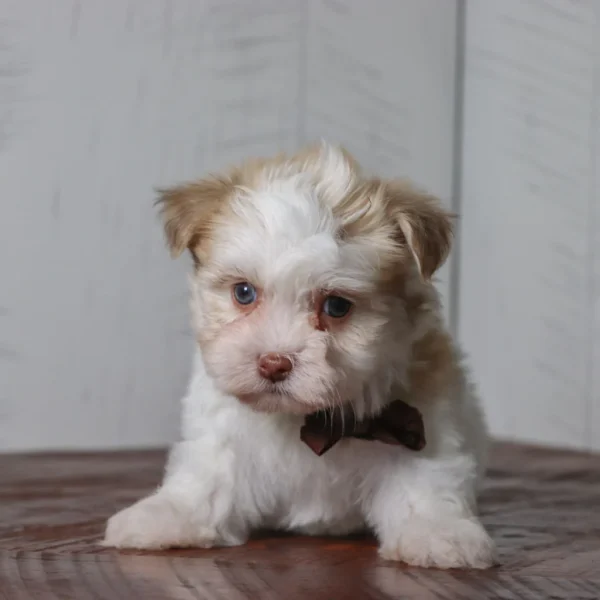 Creed - Available 4/16 Male Teacup Havanese