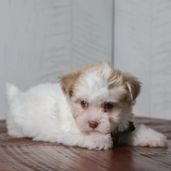 Creed - Available 4/16 Male Teacup Havanese - Image 4