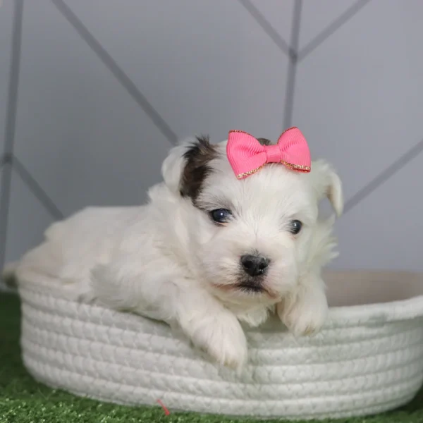 Faithlyn - Available 5/6 Female Teacup Teddy Bear
