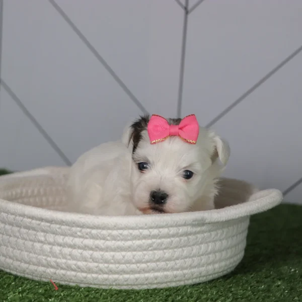 Faithlyn - Available 5/6 Female Teacup Teddy Bear - Image 5