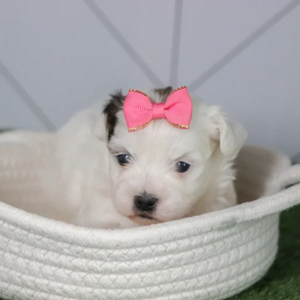 Faithlyn - Available 5/6 Female Teacup Teddy Bear - Image 3