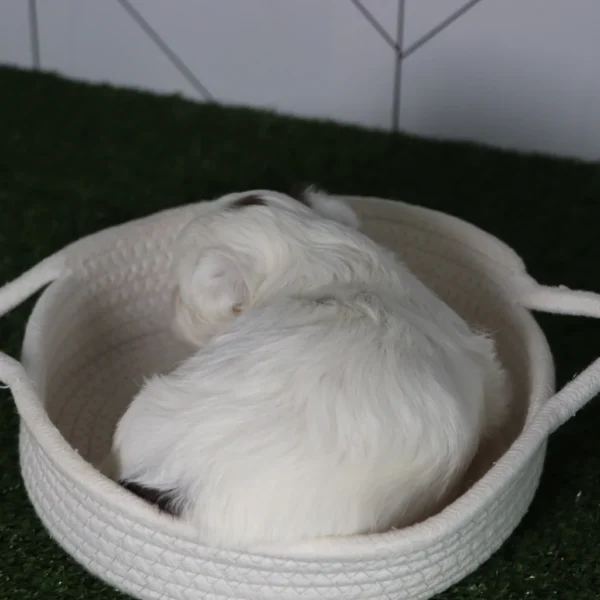 Faithlyn - Available 5/6 Female Teacup Teddy Bear - Image 2