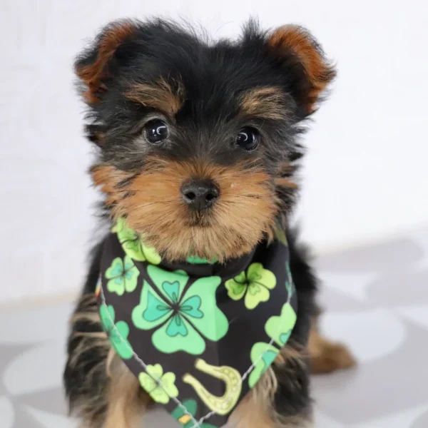 Breed: Teacup-Toy Yorkie (Place your $200 Non-Refundable Deposit to secure me just for you!) Traits: Affectionate, Playful, Friendly, Faithful Coat: Single Coat - Hypoallergenic D.O.B.: 12/25/2024 (puppy cannot be picked up or travel until minimum of 8 weeks of age, fully weaned, and has vet clearance) Mommy: Yorkie 9lbs Daddy: Yorkie 15lbs Estimated Mature Weight: 7-15lbs Microchip Number: 61551 HEALTH DETAILS Current on all vaccinations and deworming. Vaccination records will be provided upon pickup/delivery. I come with an up to 10 year Health Guarantee (Click here to view our VitaDawg packages and begin your pup’s lifelong health and wellness plan today! Autoship is available for just .55 cents a day) ADOPTION INFORMATION Happytail Puppies reserves the right to change our pricing, at any time, without further notice. However, if you have reserved your new puppy but not yet paid in full, we guarantee your puppy's original adoption price. Click here to check out our financing availability! - Image 5