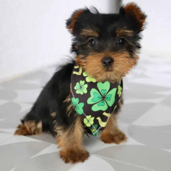 Breed: Teacup-Toy Yorkie (Place your $200 Non-Refundable Deposit to secure me just for you!) Traits: Affectionate, Playful, Friendly, Faithful Coat: Single Coat - Hypoallergenic D.O.B.: 12/25/2024 (puppy cannot be picked up or travel until minimum of 8 weeks of age, fully weaned, and has vet clearance) Mommy: Yorkie 9lbs Daddy: Yorkie 15lbs Estimated Mature Weight: 7-15lbs Microchip Number: 61551 HEALTH DETAILS Current on all vaccinations and deworming. Vaccination records will be provided upon pickup/delivery. I come with an up to 10 year Health Guarantee (Click here to view our VitaDawg packages and begin your pup’s lifelong health and wellness plan today! Autoship is available for just .55 cents a day) ADOPTION INFORMATION Happytail Puppies reserves the right to change our pricing, at any time, without further notice. However, if you have reserved your new puppy but not yet paid in full, we guarantee your puppy's original adoption price. Click here to check out our financing availability! - Image 2
