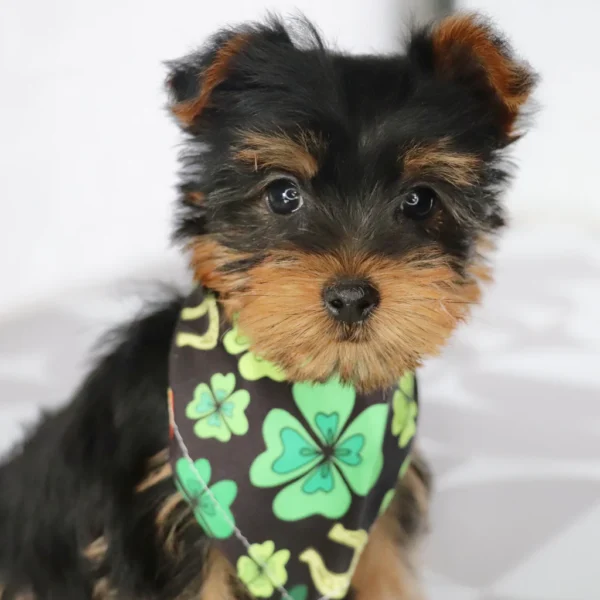 Breed: Teacup-Toy Yorkie (Place your $200 Non-Refundable Deposit to secure me just for you!) Traits: Affectionate, Playful, Friendly, Faithful Coat: Single Coat - Hypoallergenic D.O.B.: 12/25/2024 (puppy cannot be picked up or travel until minimum of 8 weeks of age, fully weaned, and has vet clearance) Mommy: Yorkie 9lbs Daddy: Yorkie 15lbs Estimated Mature Weight: 7-15lbs Microchip Number: 61551 HEALTH DETAILS Current on all vaccinations and deworming. Vaccination records will be provided upon pickup/delivery. I come with an up to 10 year Health Guarantee (Click here to view our VitaDawg packages and begin your pup’s lifelong health and wellness plan today! Autoship is available for just .55 cents a day) ADOPTION INFORMATION Happytail Puppies reserves the right to change our pricing, at any time, without further notice. However, if you have reserved your new puppy but not yet paid in full, we guarantee your puppy's original adoption price. Click here to check out our financing availability! - Image 4